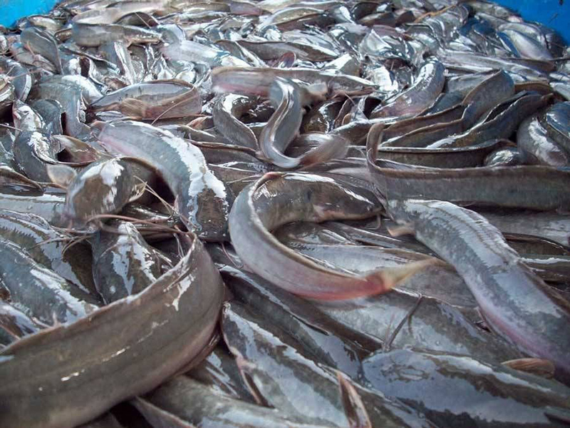 Catfish farm