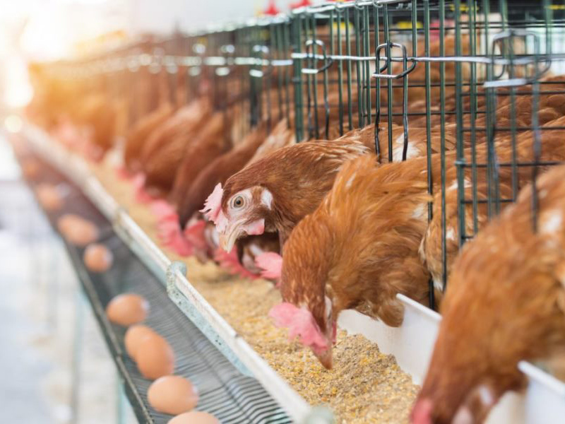 Poultry farm
